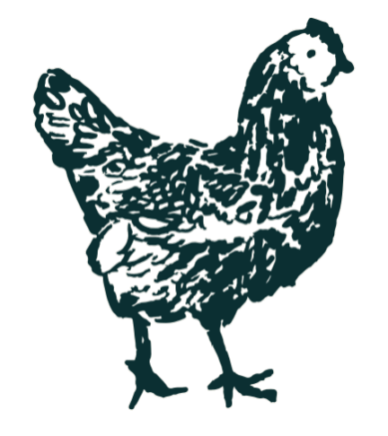 Chicken illustration